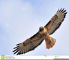 Red Tail Hawk Clipart Image