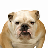 Bulldog Image