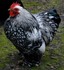 Silver Laced Cochins Image
