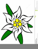 Edelweiss Clipart Image