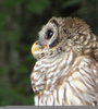Young Barred Owl Image