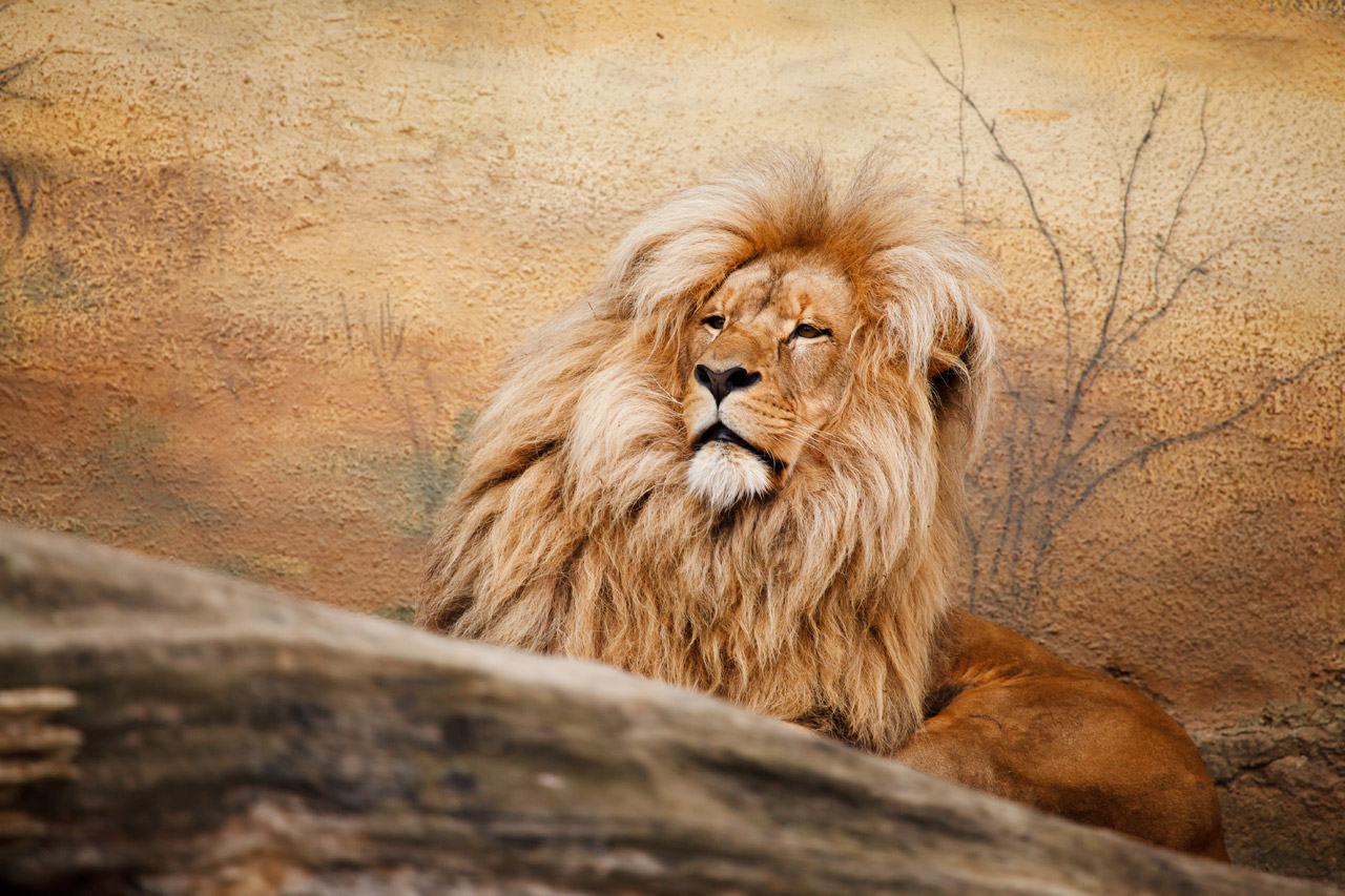 Male Lion In | Free Images at Clker.com - vector clip art online
