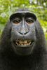 Culsy Gorilla Image