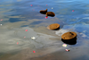 Flowers Drift Past Exposed Parts Of The Sunken Battleship Uss Arizona Image