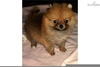 Sable Pomeranian Puppies Image