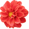 Dahlia Clip Art