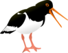 Oystercatcher Clip Art