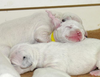 Newborn Dalmatian Puppy Image