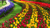 Tulip Flower Garden Image