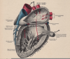 Vintage Anatomy Clipart Image