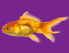 Pet Goldfish Image