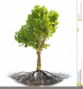 Free Sycamore Tree Clipart Image