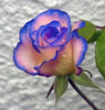 Unique Real Roses Image