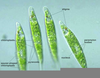 Euglena Slide Labeled Image