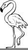 Free Clipart Flamingo Image