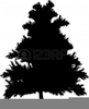 Pine Clipart Free Image
