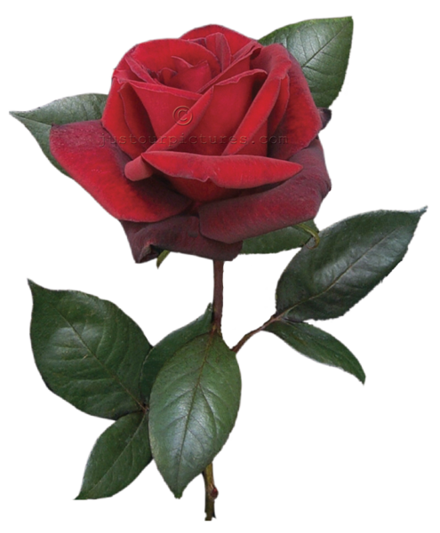 clipart red rose bud - photo #20