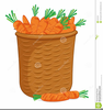 Clipart Pictures Of Carrots Image