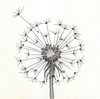Dandelion Plant Drawing Image