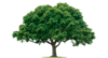 Home Tree Image