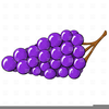 Grape Bunches Clipart Image