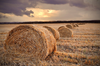 Straw In The Field Qii Image