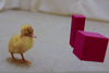 Duckling Imprinting Experiment Image