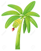 Free Coconut Clipart Image