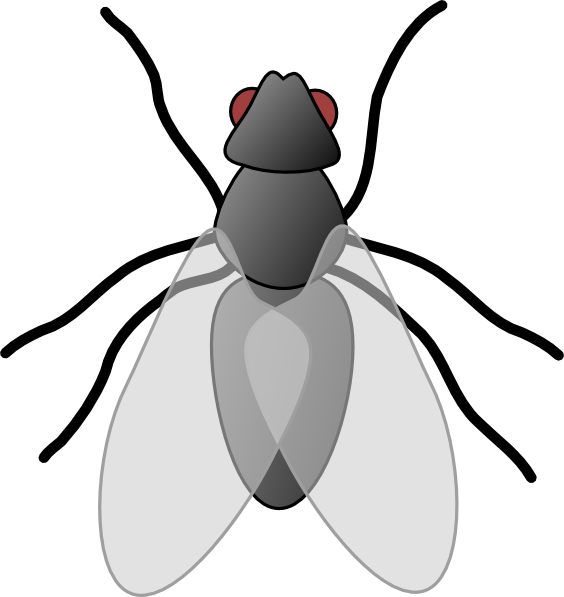 fly clipart black and white - photo #9