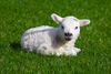 Baby Lamb Image
