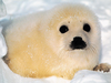 Baby Seal Image