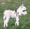 Baby Mini Donkey Image