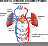Human Circulatory System Clipart Image