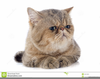 Clipart Persian Cats Image