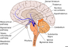 Dopamine Prolactin Pathway Image