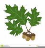 Free Clipart Acorns Leaves Image