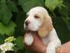 Lemon Beagle Pups Image