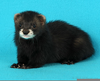 Black Sable Ferret Image