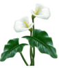 White Flower Image