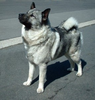 Norwegian Elkhound X Image