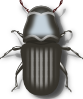 Jameshfisher Pine Beetle Clip Art