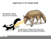 Striped Skunk Adaptations Image