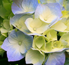 Hydrangeas Crop Image