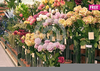 Clipart Of Flowers And Gardens Image