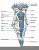 Rotifer Diagram Trunk Image