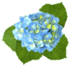 Blue Hydrangea Image