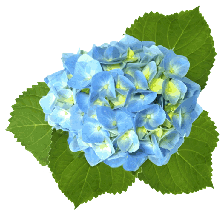free clip art hydrangea flowers - photo #10