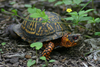 Eastern Box Turtle Image