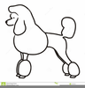 French Poodle Clipart Free Image