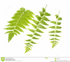 Picture Of Leaves Clipart Image